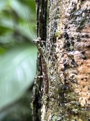 Liturgusa krattorum