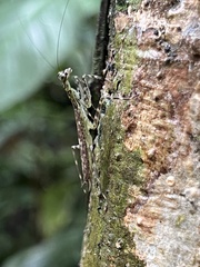 Liturgusa krattorum