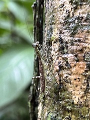 Liturgusa krattorum