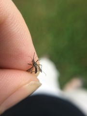 Aedes trivittatus