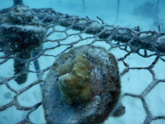 Porites rus