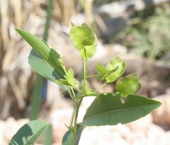 Dodonaea lanceolata lanceolata