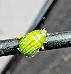 Calomela pallida