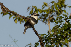 Notharchus hyperrhynchus