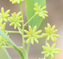 Dodonaea lanceolata lanceolata