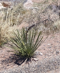 Yucca baileyi