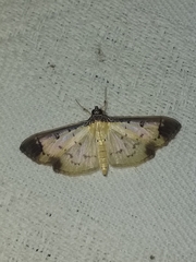 Eulepte