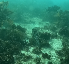 Aplodactylus lophodon