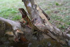 Enyalioides laticeps