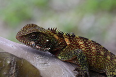 Enyalioides laticeps