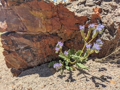 Phacelia corrugata