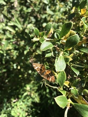 Chrysolarentia polycarpa