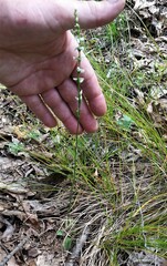 Spiranthes lacera lacera