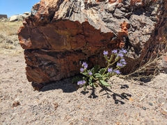 Phacelia corrugata