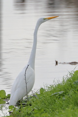 Ardea alba