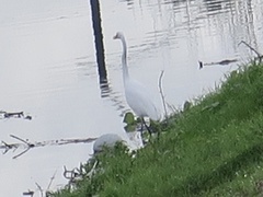 Ardea alba