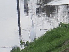 Ardea alba