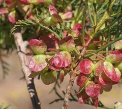 Dodonaea inaequifolia