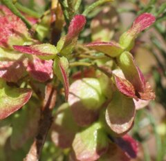 Dodonaea inaequifolia
