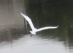 Ardea alba