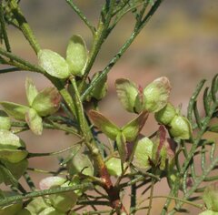 Dodonaea inaequifolia