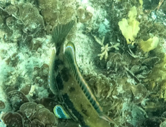 Heteroscarus acroptilus