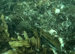 Heteroscarus acroptilus