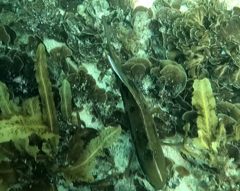 Heteroscarus acroptilus