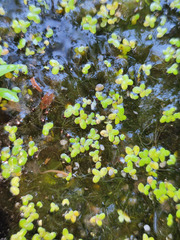 Lemna turionifera