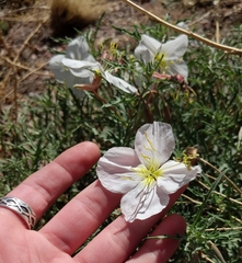 Oenothera coronopifolia