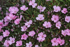 Acantholimon ulicinum