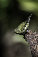 Leiothlypis peregrina