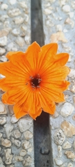 Cordia sebestena
