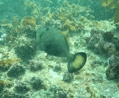 Meuschenia flavolineata