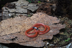 Drepanoides anomalus