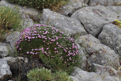 Acantholimon ulicinum