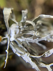Ramalina leptocarpha