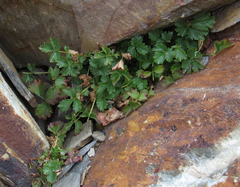 Potentilla flabellifolia