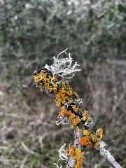 Ramalina leptocarpha