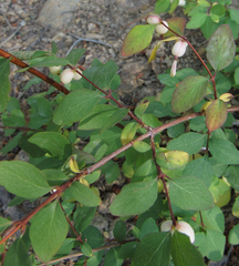 Symphoricarpos rotundifolius