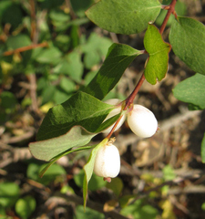 Symphoricarpos rotundifolius