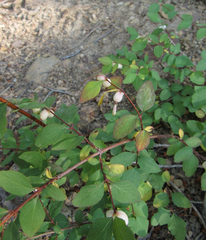 Symphoricarpos rotundifolius