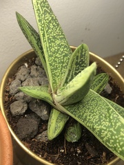 Gasteria