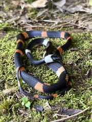 Oxyrhopus petolarius