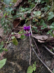 Cuphea calaminthifolia