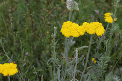 Achillea clypeolata