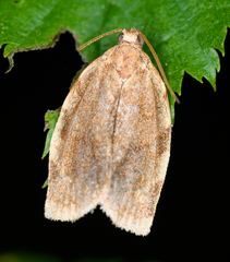 Choristoneura fractivittana