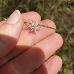 Caesia parviflora vittata