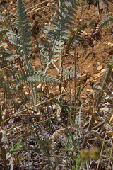 Achillea clypeolata