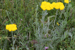 Achillea clypeolata